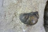 Four Devonian Anetoceras Ammonites - Morocco #68787-4